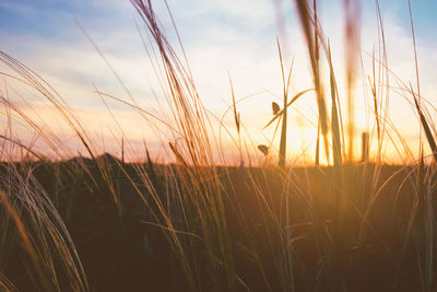 Close-up of wheat field against sky during sunset