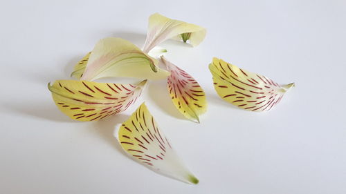 Close-up of flowers over white background