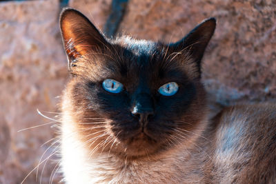 Close-up portrait of a cat