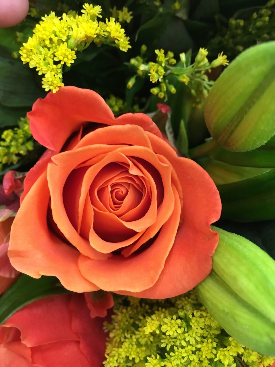 CLOSE-UP OF ROSE FLOWER BOUQUET