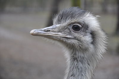 Close-up of ostrich