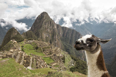 High angle view of llama against machu picchu