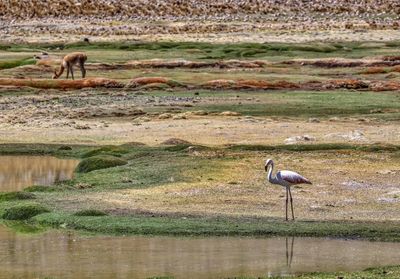 View of birds on lake