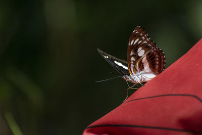 Close-up of butterfly on flower