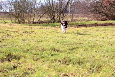 Dog running on field