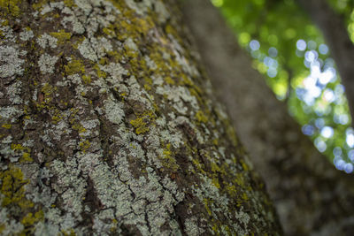 Close-up of moss on tree trunk