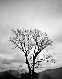 Bare tree against sky