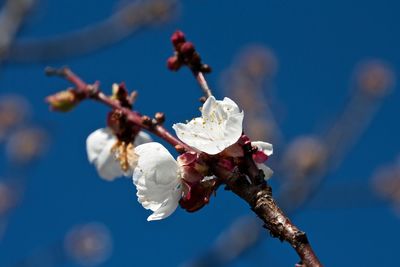 Close-up of flower tree