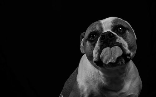 Close-up of dog sticking out tongue against black background