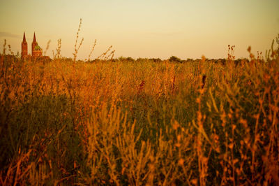 Scenic view of field against sky during sunset