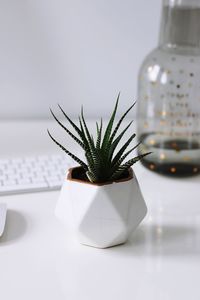 Potted plant on table at home