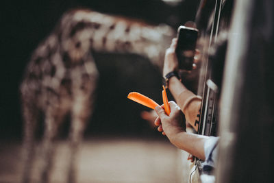 Cropped image of tourist holding carrots and photographing giraffe from car window