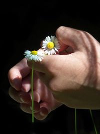 Close-up of hand holding white flower against black background