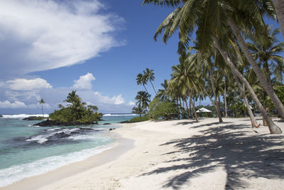 Exotic sandy beach, with blue waters and coconut palm trees, samoa