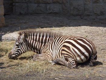 Close-up of zebra on field