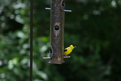 Close-up of bird perching on metal