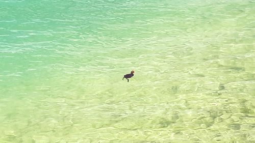 High angle view of duck swimming in sea