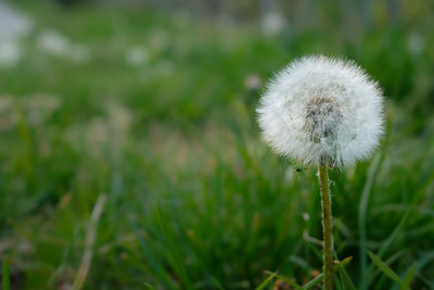 Close-up of white dandelion flower