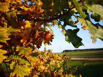 Close-up of fruits growing on tree against sky