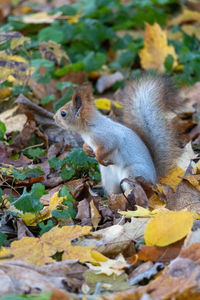 Squirrel on field
