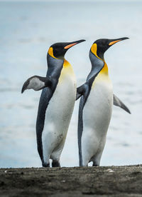 View of penguins on beach