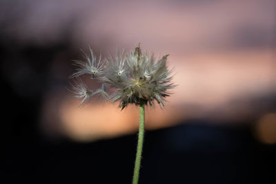 Close-up of dandelion