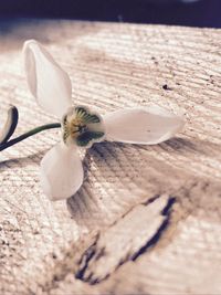 Close-up of flower against blurred background