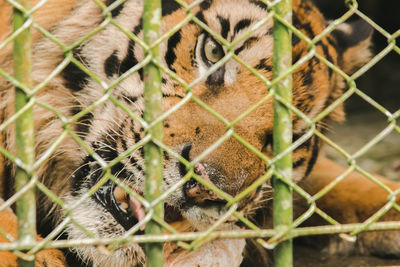 animal themes