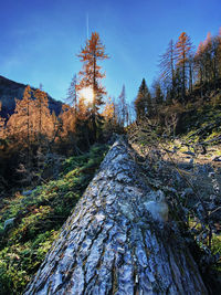 Scenic view of rocks in forest against sky