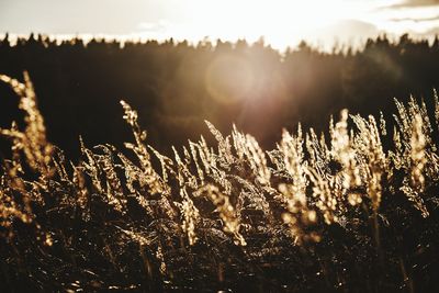 Close-up of frozen plants on field against sky