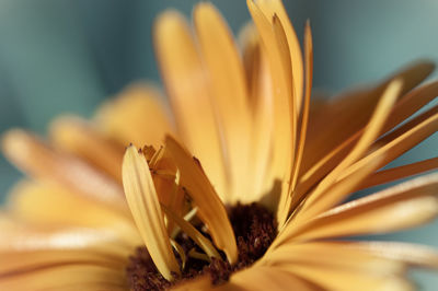 Close-up of yellow flowering plant