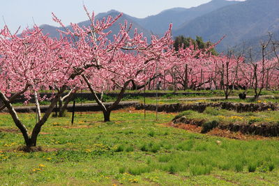 Pink cherry trees on grassy field against mountains