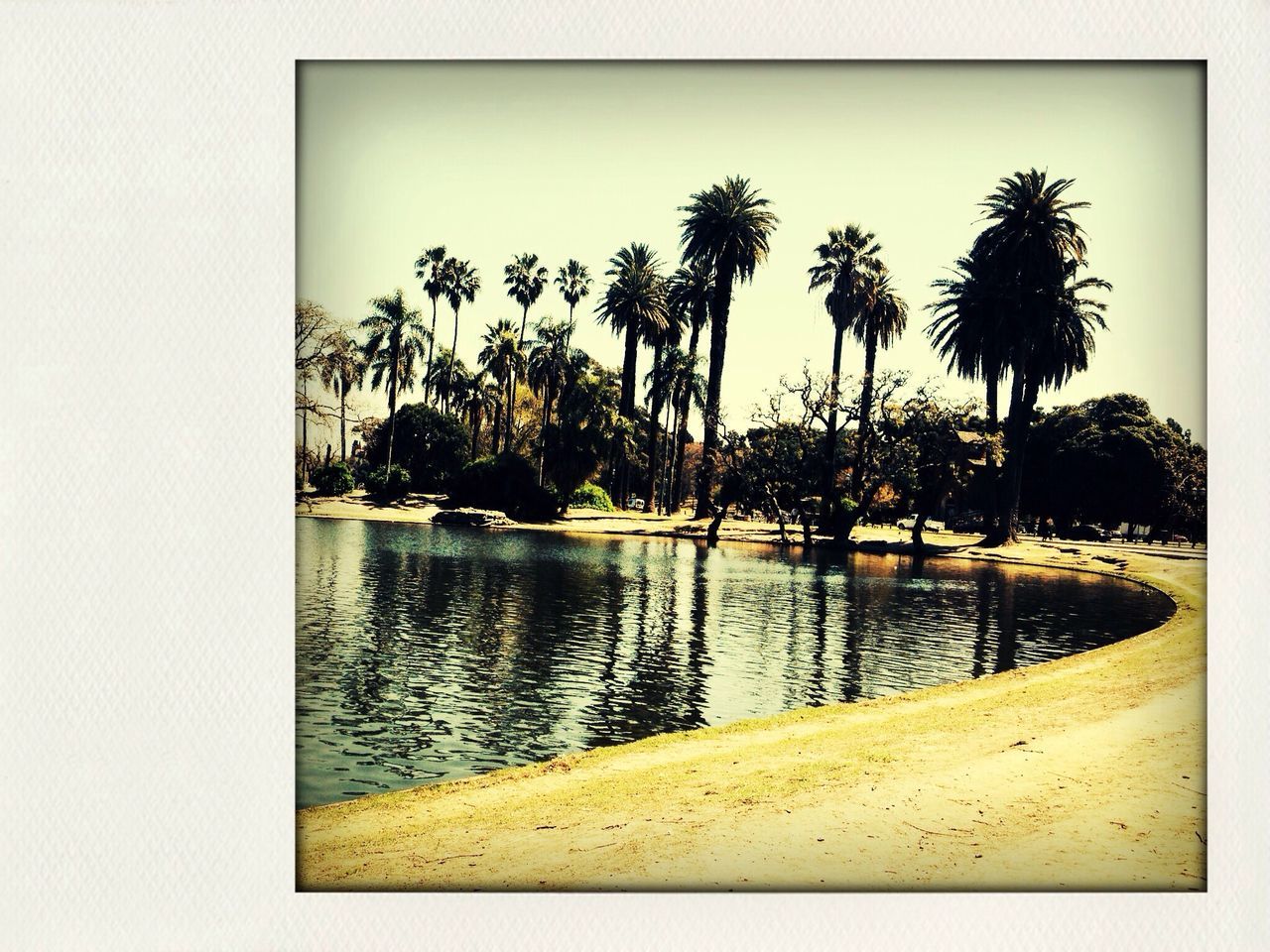 water, tree, tranquil scene, tranquility, scenics, palm tree, lake, clear sky, nature, beauty in nature, reflection, sky, growth, river, calm, idyllic, auto post production filter, copy space, waterfront, transfer print