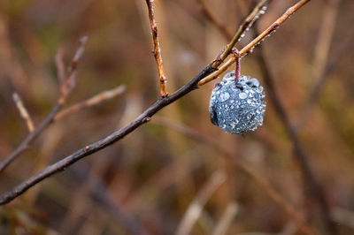 Close-up of frozen plant