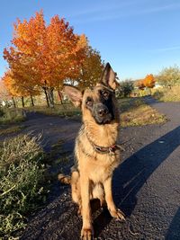 Portrait of dog on road during autumn