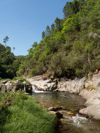 Scenic view of river amidst trees against clear sky