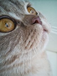 Close-up of a cat looking away