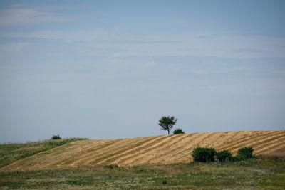 Scenic view of agricultural field against sky