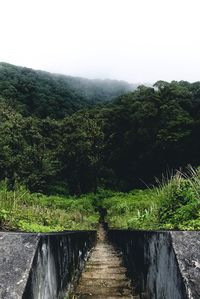 Scenic view of forest against clear sky