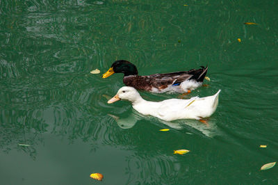 High angle view of duck swimming in lake