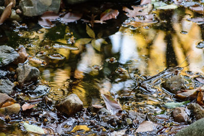 Close-up of turtle in water