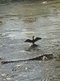 Bird swimming in sea