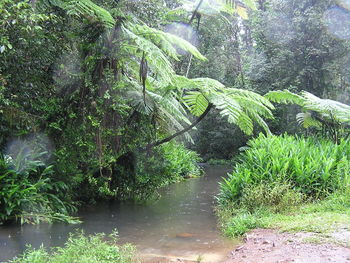 Plants growing in water