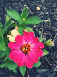 Close-up of pink flower