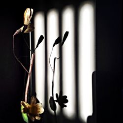 Close-up of flower over black background