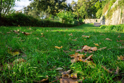 Scenic view of grass and trees