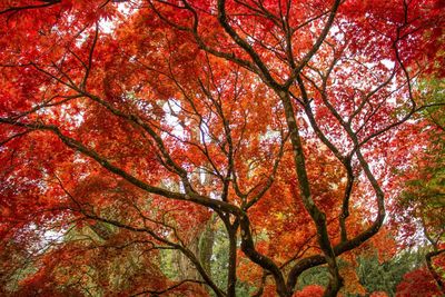 Low angle view of maple tree