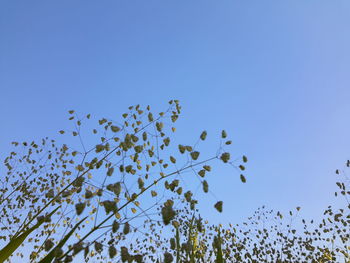 Low angle view of tree against clear blue sky