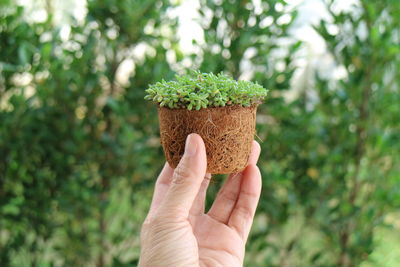 Close-up of hand holding succulent with roots on green plant background