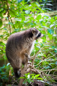 Side view of an animal against plants